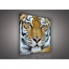 Obraz na plátne štvorec - OB1829 - Tiger 80cm x 80cm - O2