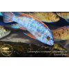 Labeotropheus trewavasae 