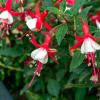 Fuksia (Fuchsia ´Madame Cornelissen´) veľkosť 20-30cm