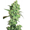 Sensi Seeds Cannabis Seeds Super Skunk Feminized by White Label, 3-10 ks 10 ks