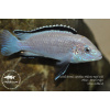 Labidochromis caeruleus Nkhomo Reef - 4,5-6cm