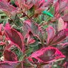 Photinia Pink Marble - 100 cm kmienok -super cena