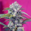 Sweet Seeds - Cream Mandarine Auto 100 ks - Semená neobsahujú THC