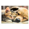 Obal na patent, A4, PP, 180 mikron, PANTA PLAST Friendship