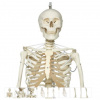 Functional Physiological Skeleton Model - Frank - Hanging Stand (Anatomické modely)