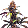 Blimburn Seeds - Mamba Negra CBG 9 ks - Semienka neobsahujú THC