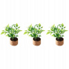 Dekorácia do záhrady - Mini Dollouse Orange Tree 3 PCS (Mini Dollouse Orange Tree 3 PCS)