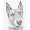 ZUTY Bodkovanie - STARÝ VLČIAK Rámovanie: vypnuté plátno na rám, Rozmer: 80x100 cm