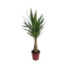 Juka obrovská FloraSelf Yucca 'Maya' výška cca 85 cm kvetináč Ø 24 cm