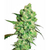 Sensi Seeds Cannabis Seeds Super Skunk Regular od White Label, 10 ks