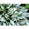 Pľúcnik Moonshine - Pulmonaria Moonshine