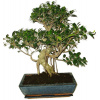 Ficus retusa - figovník - bonsai 179
