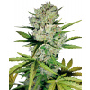 Sensi Seeds Cannabis Seeds Super Skunk Automatic Feminized by White Label, 3-10 ks 3 pcs