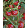 Paprika chili DS Ciliegia Piccante - okrúhla červená ,,Satanov polibek