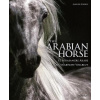Arabian Horse