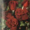 Ruža popínavá ´Don Juan´ (Rosa ´Don Juan´)