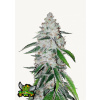 West Coast O.G. Auto - Fast Buds Balenie: 5ks