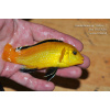 Labidochromis žlutý Kakusa - 4,5-6cm
