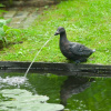 Lumarko Duck -Záhradná fontána tvare! (Lumarko Duck -Záhradná fontána tvare!)