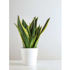 Črepnikový kvet - Sansevieria Dodanie do 3-5 pracovných dni.