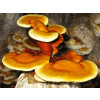 REISHI Ganoderma lucidum hotový substrát 3 kg