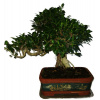 Ficus retusa - figovník - bonsai 754