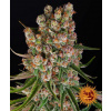 GMO Auto - Barney´s Farm Balenie: 3ks