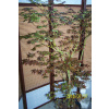 Kiwaki Maple Red Japan Japan Palm Vakcinácia Iné (Kiwaki Maple Red Japan Japan Palm Vakcinácia Iné)