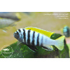 Cynotilapia zebroides 'Jalo Reef' - 4-5,5cm
