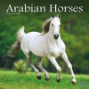 Arabian Horses, 30,5 x 30,5 30,5 x 61 cm 2026