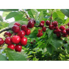 Duo Cherry - Kordia a Regina na jednom strome (Duo Cherry - Kordia a Regina na jednom strome)