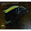 Cynotilapia aurifrons Luwino Reef - 4-5,5cm