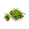 Dracaena lemon surprise 8/tray 12x20 cm