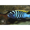 Cynotilapia zebroides 'Likoma Island' - 4-5,5cm