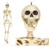 SKELETON - KOSTRA - kostlivec na zavesenie 90 cm- Halloween