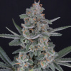 Pure Instinto - HB Dunkin´z 3 ks - Semienka neobsahujú THC