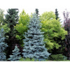Smrek pichľavý (Picea Pungens) ´EDITH´, výška: 350-400 cm, kont. C230L