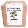 Bonsai - Kultivačná sada BONSAI JAPONSKÁ Borovica biela