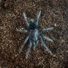 Phormictopus sp. Green