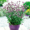 Verbena bonariensis 'Bonnie Blue' -Železník argentínsky 'Bonnie Blue'- AKCIA