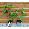 Figovník jedlý (Ficus carica ´Little Miss Figgy´) veľkosť 30-50cm