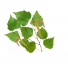 Saunová esencia - Nordic Birch 100 ml