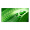 Fotoobraz akrylová stena 140x70 cm Leaf Water Drops (Foto -Wall Wall Acryl Acryl 140x70 cm kvapky)