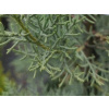 Cyprus arizonský 'Fastigiata Glauca'