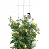 Pergola kovová Kadax mriežka 150 cm
