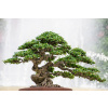 Bonsai - Úžasný strom Carmona Retusa BONSAI (Bonsai - Úžasný strom Carmona Retusa BONSAI)