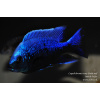 Copadichromis trewavasae Lupingu - 4-5cm