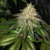 Pure Instinto - Gorilla Cookies 3 ks - Semená neobsahujú THC