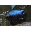 Copadichromis trewavasae Lupingu - 5,5-7cm