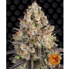 Barney's Farm OG Kush neobsahuje THC 10 ks